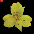 Alstroemeria - Bella Star (bunch of 10 stems)